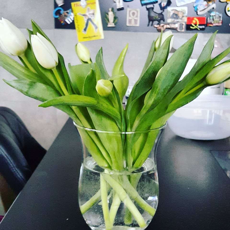 16473146_1356935747696040_7707493269013341801_n