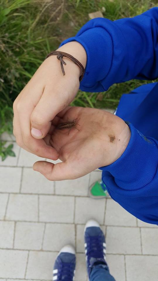 21697863_1664258796959428_950255505_n